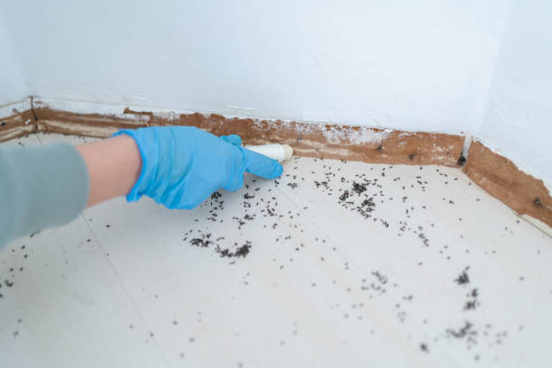 Best Wasp Removal Services  in Great Bend, KS